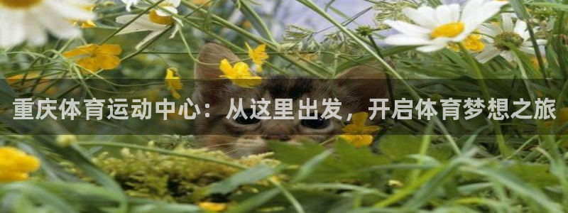 J9官方正版app娱乐网站：重庆体育运动中心：从这里