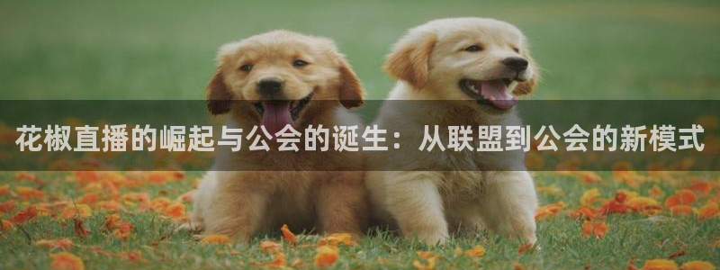 咪咕视频体育直播网页版：花椒直播的崛起与公会的诞生：从联盟到公会的新模式